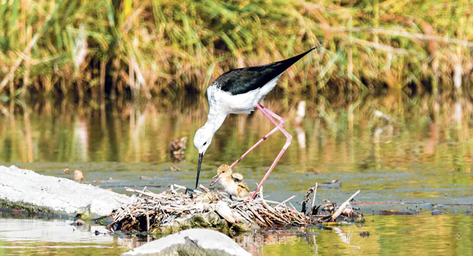 Nie będzie Dnia Matki