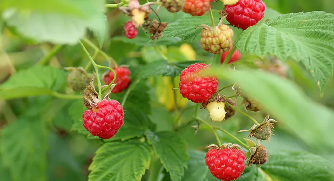 Maliny o zabarwieniu politycznym