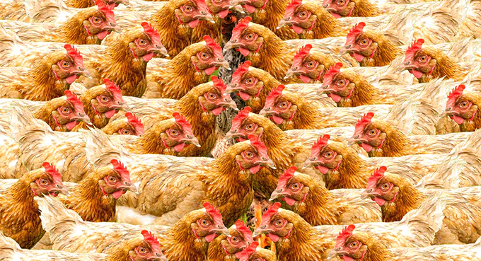 Korporacje pochylają się  nad dobrostanem zwierząt