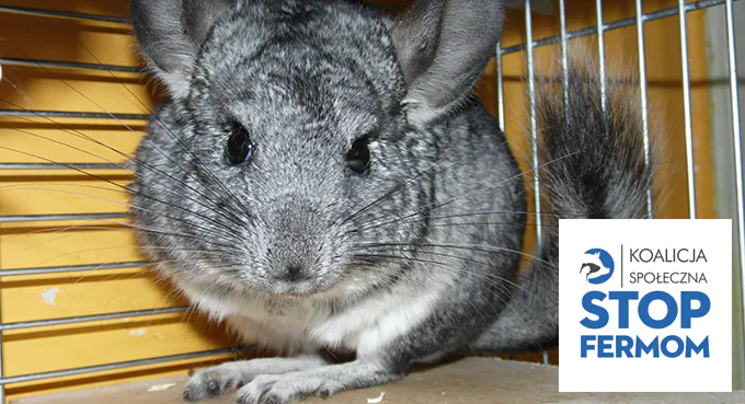 „Nie ” dla futer!