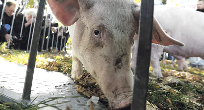 Chcemy lepszej ochrony prosiąt