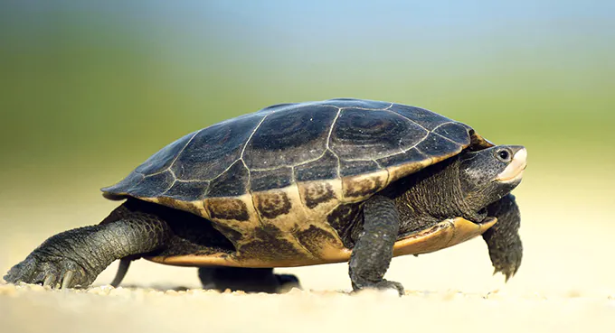 Gonimy, ale wciąż jest daleko