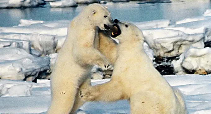 Arktyka papierkiem lakmusowym
