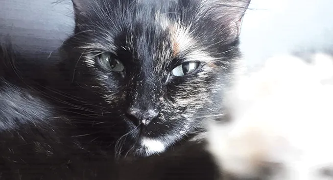 Mężczyzna z wolnego wybiegu