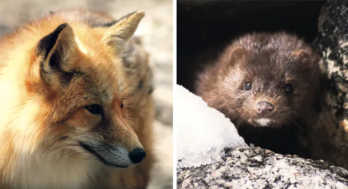 Bez dobrej zmiany dla zwierząt