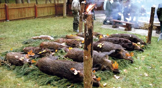 Dobro kraju wymaga strzelania