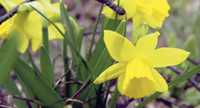 Odzyskiwanie wolności