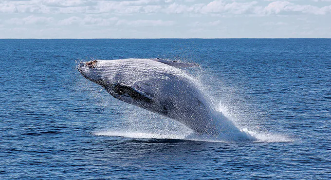 Wieloryby albo sport