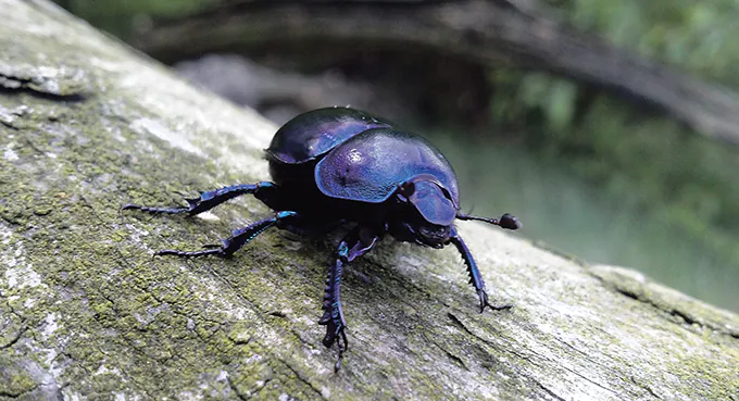 Czas wielkiego wymierania