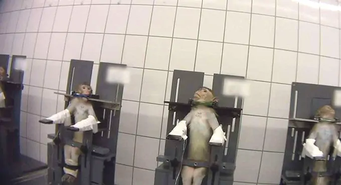 Koszmar w laboratorium