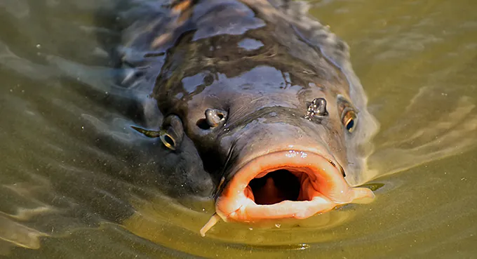 Żywy, czy jako filet?