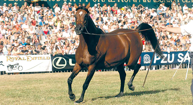 Koń, sprawa polska i podpis na Trzaskowskiego