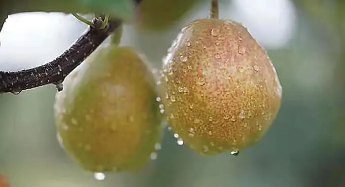 Czy wiecie, że gruszki można podzielić na płcie?