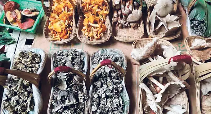 Dzikie grzyby z Yunnan