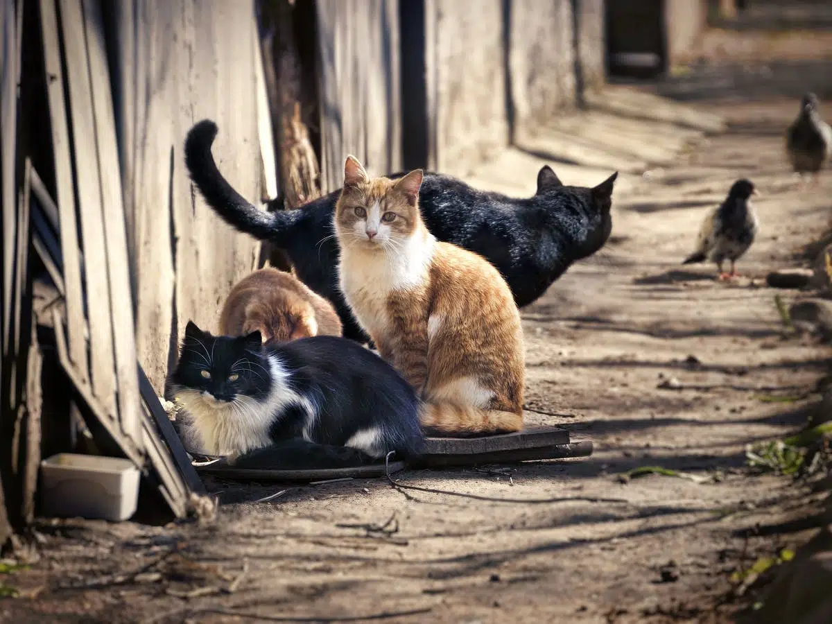 Zima – trudny czas dla zwierząt