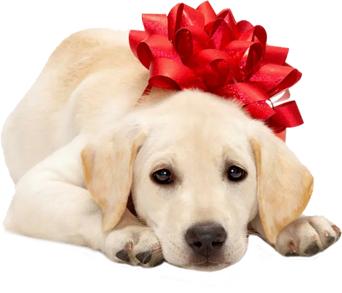 Nie jestem prezentem