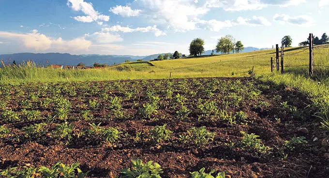 Czy mamy wrócić do trójpolówki?