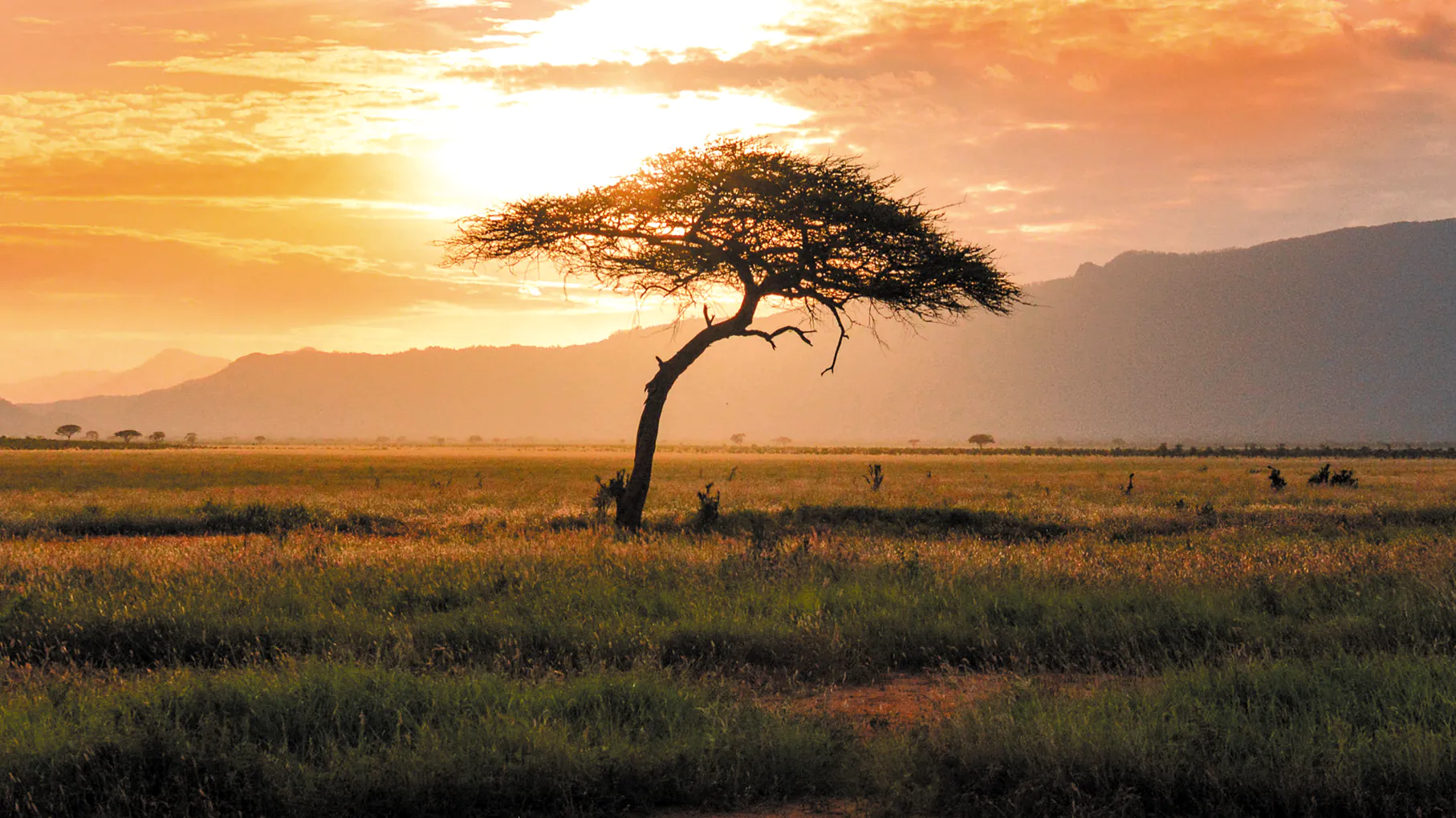Biedne narody porzucono podczas pandemii