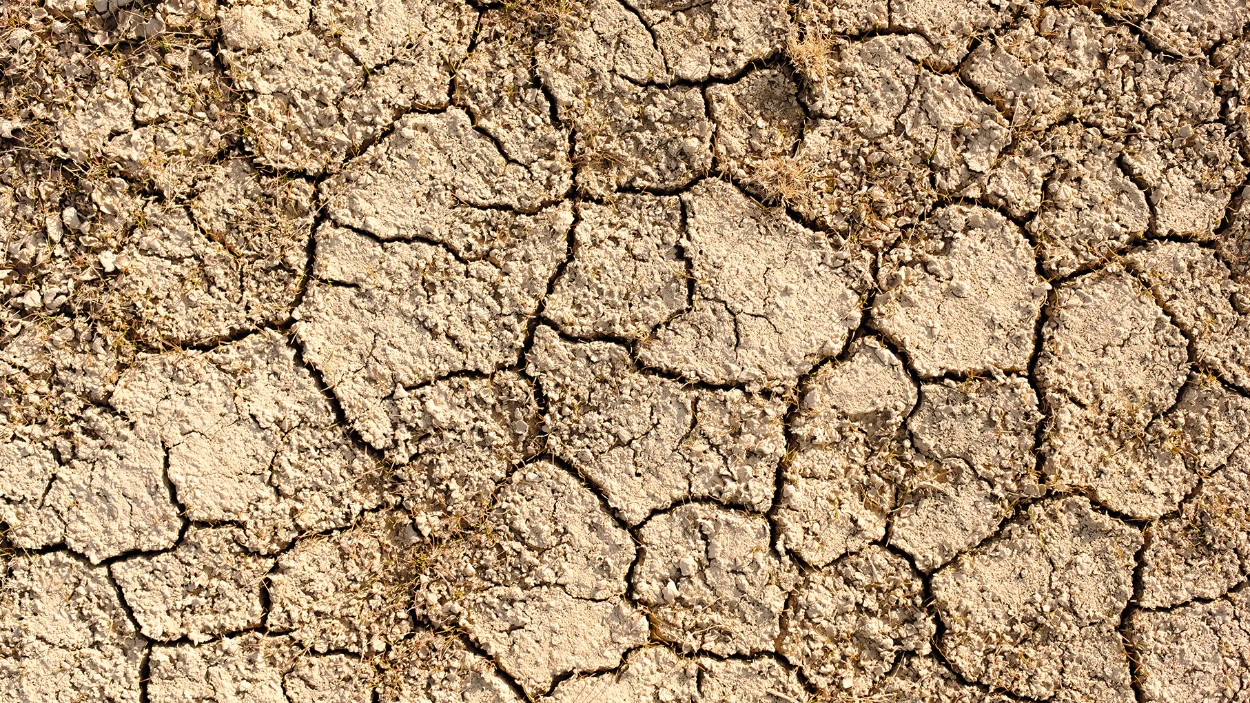 Rekordowa susza niszczy Europę