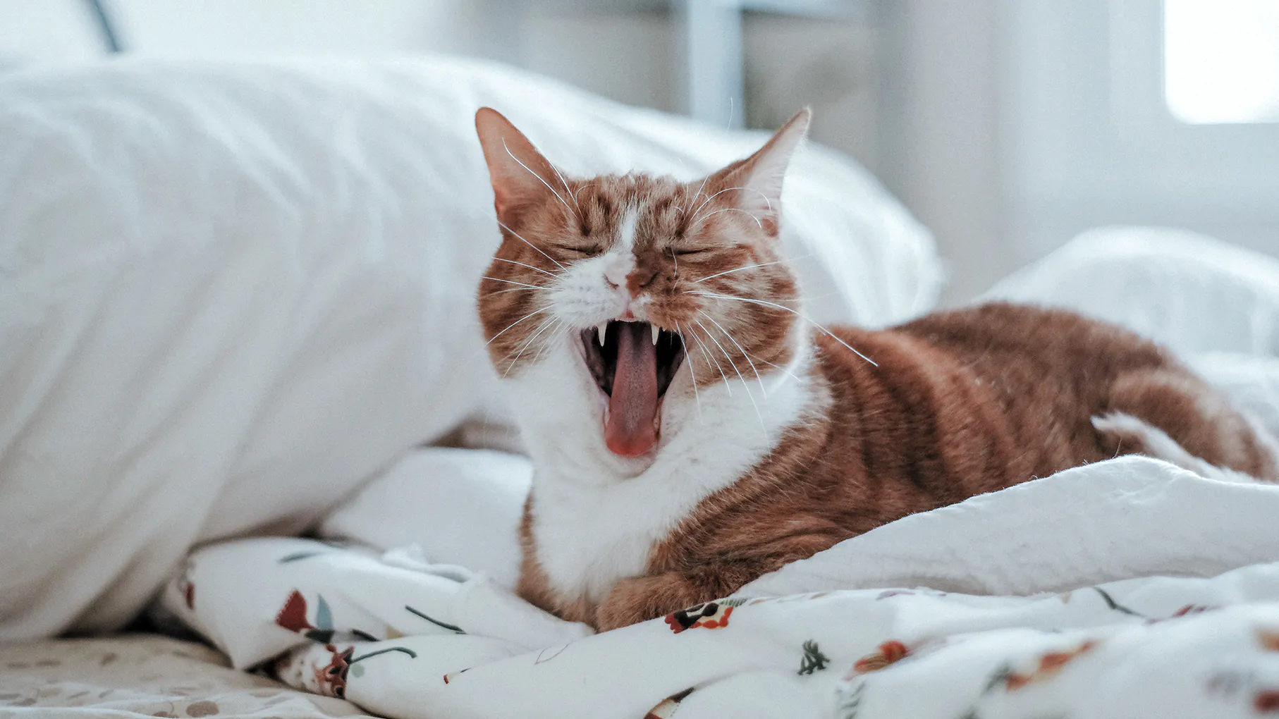 Meow