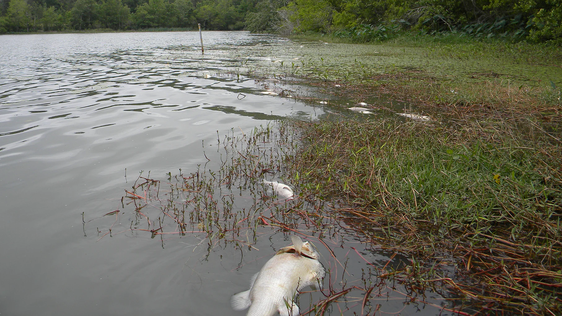Spychologia obiboków