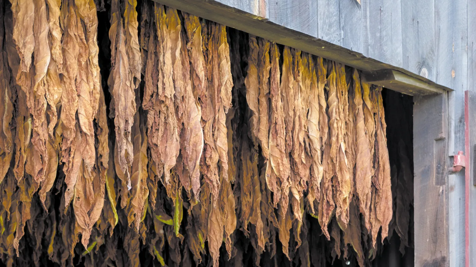 Chińska kokaina z liści tytoniu