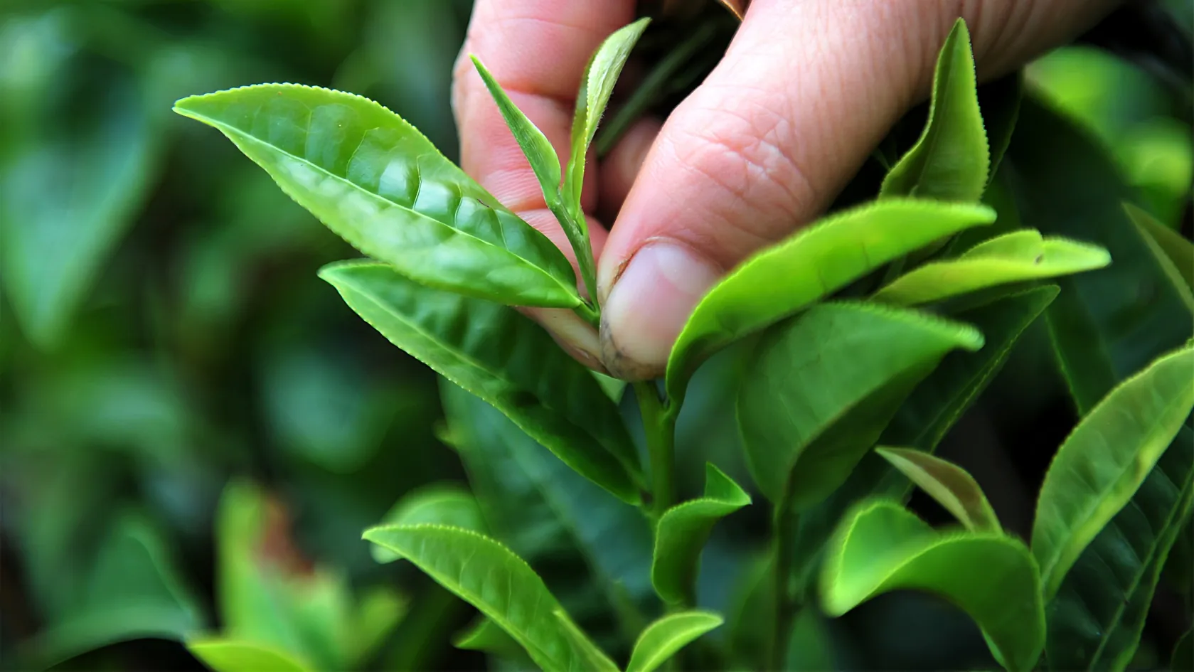 Produkcja chińskiej herbaty wpisana na listę niematerialnego dziedzictwa kulturowego UNESCO