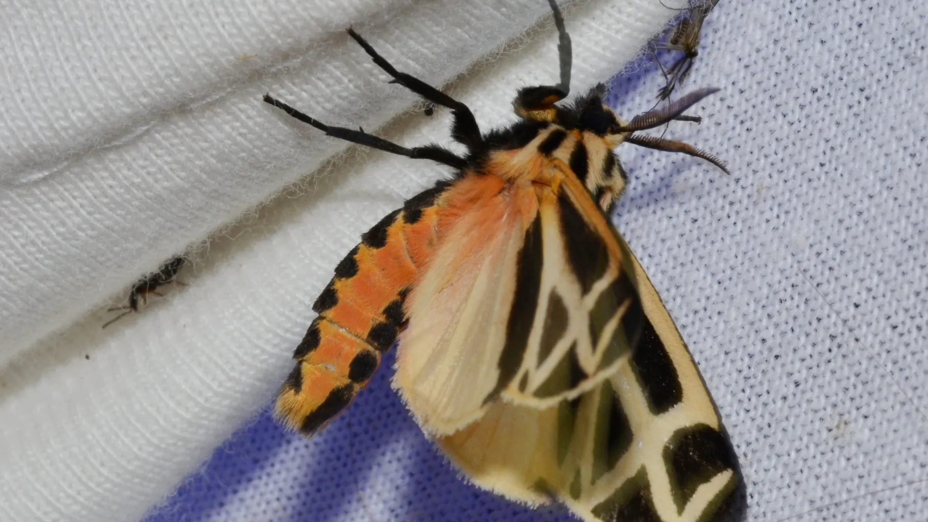 Owadów lata coraz mniej