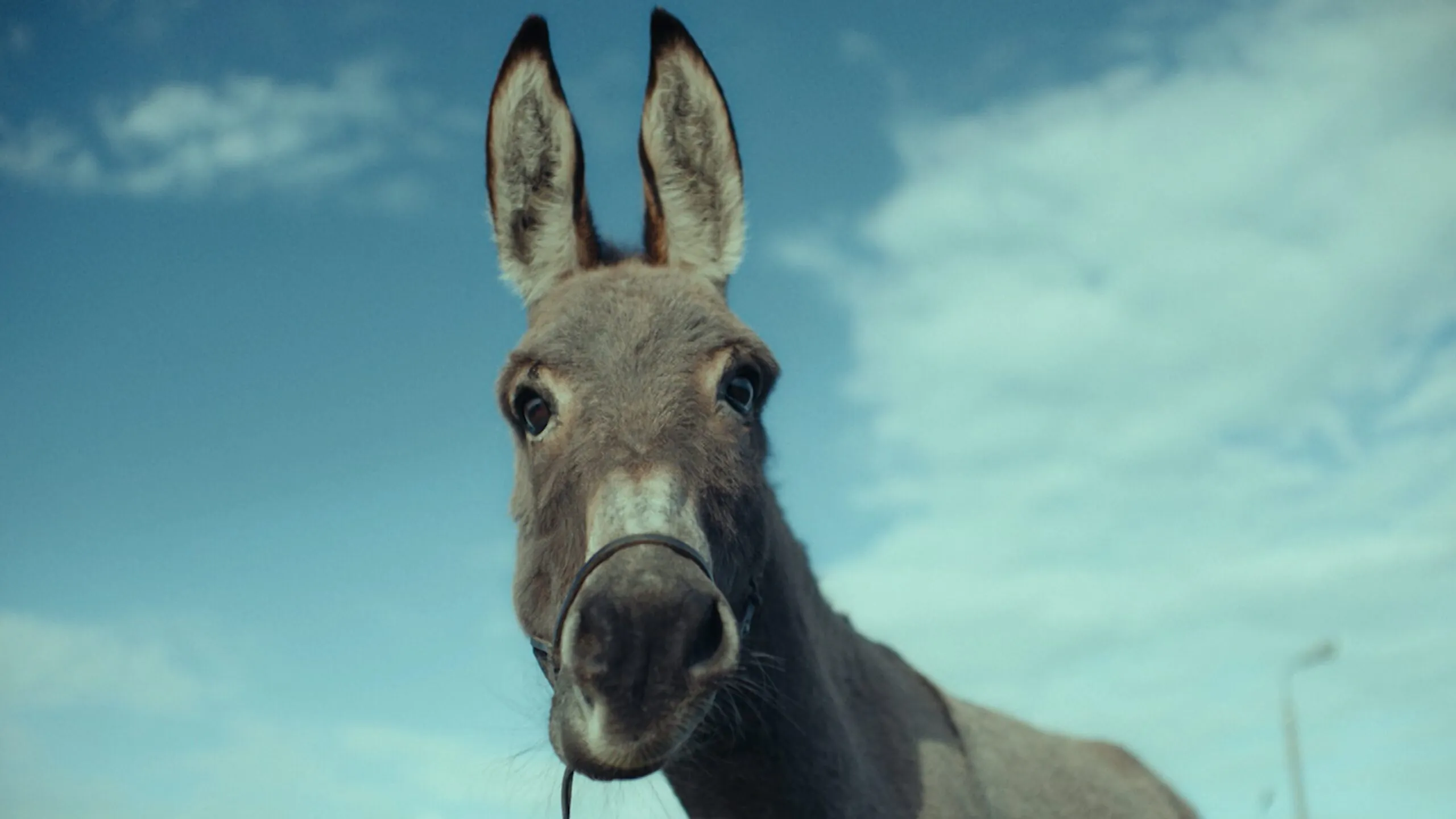 Osiołek wskrzesił Skolimowskiego