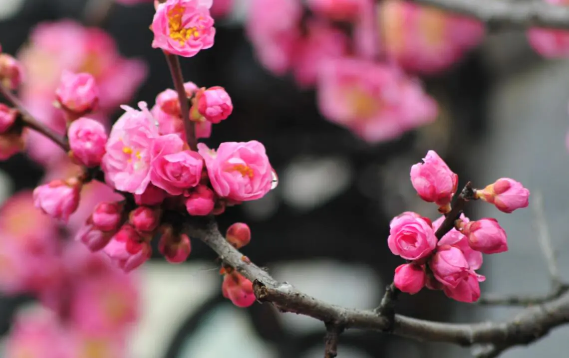 China’s Famous Traditional Fragrances