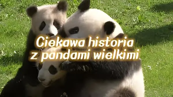 Ciekawa historia z pandami wielkimi