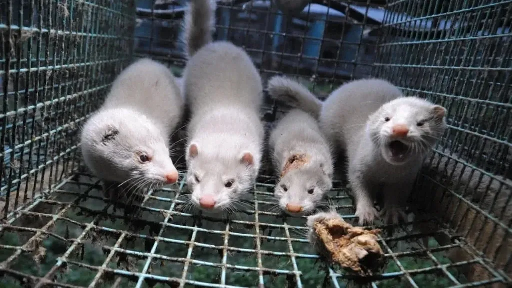 Mordowałeś, gwałciłeś, torturowałeś? To należy Ci się premia