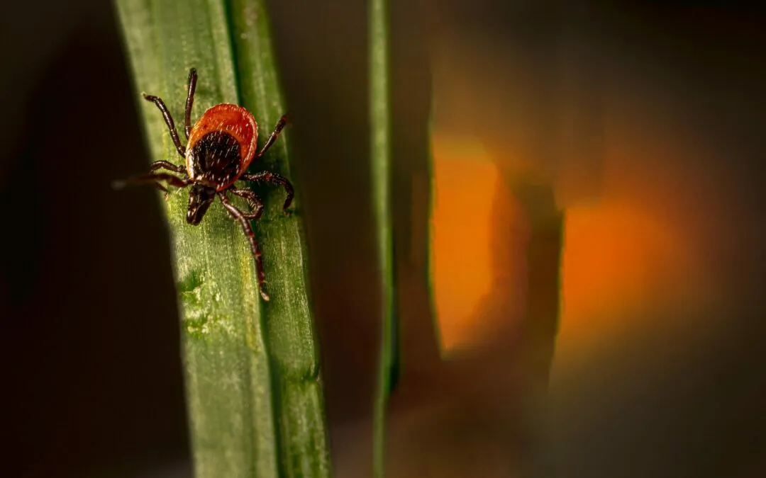 Majówka w trawie. Kleszcze już czekają